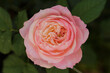 Beautiful rose head, Pink garden rose first blooms in spring