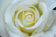 Sweet dream rose. Soft and blur focus white cream rose flower background.