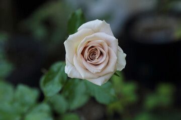 Wall Mural - beautiful rose head, amnesia garden rose have mauve lavender color blooms with hints of pink.