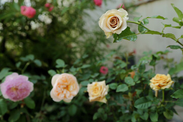 Wall Mural - rose garden summer background. selective focus on one beautiful pastel rose with several flowers blu