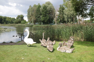 Swans on the lake shore. Swan family on the lake shore in summer. White swans with small grey swans. A family of swans in nature.