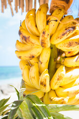 Bunch of ripe bananas. Sweet tropical fruits. Stack of baby bananas. Vegetarian food. Delicious fruits. Tasty exotic grocery. Tropical street food. Heap of small yellow bananas. Healthy snack.