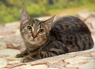 Wall Mural - young brown tabby cat european shorthair