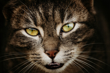 Closeup shot of the brown cat head against a blurred background