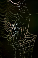 Sticker - Closeup shot of a spider web on a black and green blurry background