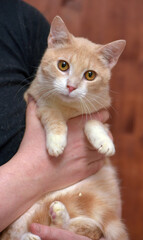 Wall Mural - young red and white cat with orange eyes