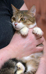 striped with white young cat in  arms