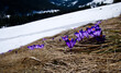 Wiosną w górach tam gdzie już nie ma śniegu pojawiają się Szafran, krokus (Crocus L.)
