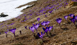 Wiosną w górach tam gdzie już nie ma śniegu pojawiają się Szafran, krokus (Crocus L.)
