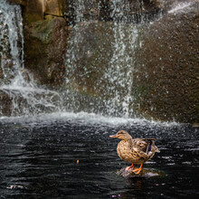 Natural View Of Female Mallard Duck On A Rock With Waterfalls Background