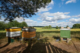 Fototapeta  - Pszczelarz wystawił wiosna pasiekę na skraj łąki i pola. Pszczoły zaczynają swoją pracę.
