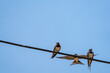 Swallows over the cable watching while another one arrives