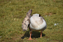 Close Up Shot Of A Domestic Goose Who Is Itching Its Back