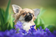 Close Up Portrait Of Cute Happy Tiny Orange Puppy Of Long Haired Chihuahua Dog With Closed Eyes Smelling The Spring Air Sitting Among Blooming Purple Flowers On The Green Background