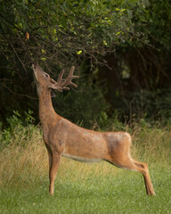 Sticker - Beautiful brown deer pulling a tree twig in the field