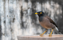 Closeup Of A Common Myna Sitting On A Water Pot And Looking Straight Forward