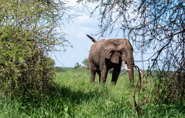 Wall Mural - African elephant in the grass during the daytime