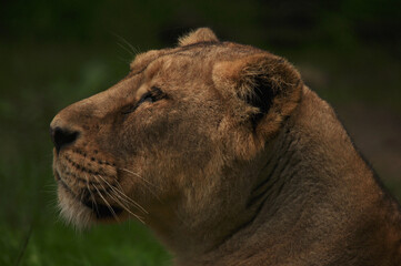 Poster - Side profile closeup of a lion head on a blurred background in Rotterdam Zoo (Diergaarde Blijdorp)