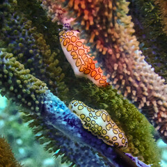 Wall Mural - Macro shot of a flamingo tongue snail on corals underwater