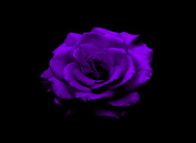 Closeup Shot Of A Purple Rose On A Black Surface