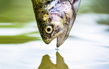 Fishing. Rainbow trout fish jumping. The rainbow trout in the lake. Trouts in the green water of a mountain lake. Rainbow trouts close-up in water