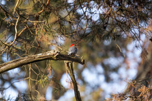 Shallow Focus Shot Of A Red-bellied Woodpecker On A Branch