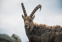 Close Up Portrait Of An Ibex