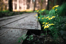 Selective Focus Shot Of Bulbous Buttercup Flowers Beside A Wooden Path Through A Park