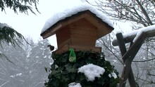 Der Stieglitz Lässt Sich Von Einem Kurzen Besuch Einer Blaumeise Beim Fressen Am Schneebedeckten Vogelhaus Nicht Stören (Totale)