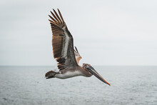 Closeup Shot Of A Pelican Flying Over The Ocean