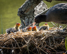 Coot Looking Out For Its Small Coots While Being In The Nest