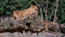 Female Lion Is Eatng At Amsterdam The Netherlands 28-3-2022