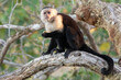 White-faced Capucin. Cost Rica.