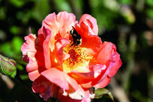Closeup Shot Of A Bee Collecting Pollen On A Pink Rose