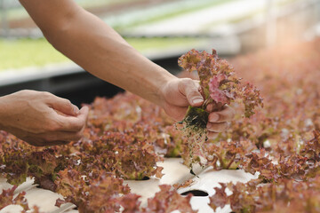 Wall Mural - close up view hands of farmer picking lettuce in hydroponic greenhouse.