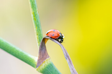 Canvas Print - seven-spot ladybird
