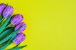 Purple tulips on yellow background, baner. Greeting card. Mother's day. Flat lay. 8 March Happy Women's Day. Easter
