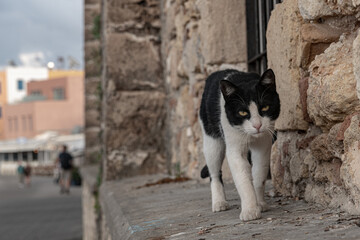 Wall Mural - Cat walking in the streets of Chania, Crete