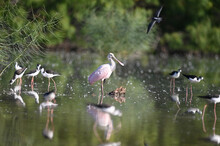 Shallow Focus Shot Of Roseate Spoonbill And Black-necked Stilts