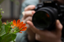 Closeup. The Photographer's Hands Hold A Camera And Photograph An Orange Flower. The Plant Is In Focus. Hands And Camera In Blur