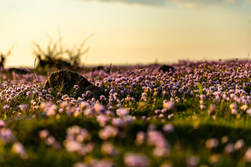 Canvas Print - Armeria maritima 