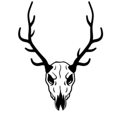 Skull of deer. Hunting trophy with horns. Antler of stag or reindeer. Scary black and white drawing for Halloween.