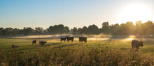 Group Of Grazing Cows On A Hazy Morning, Blue Sky And Sunrise.