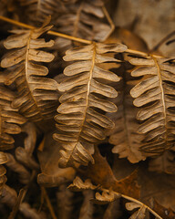 Closeup of brown dried fern leaves on a blurry background
