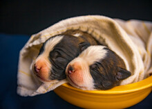 Shallow Focus Of Newborn Puppies In A Bowl Covered With A Blanket