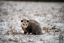 Shallow Focus Shot Of An Opossum In Its Natural Habitat