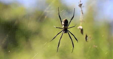 A spider is on its web in the forest