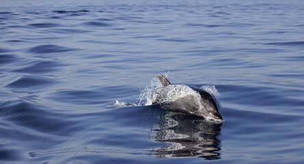 Wall Mural - Bottlenose Dolphin's refection, bottlenose dolphin