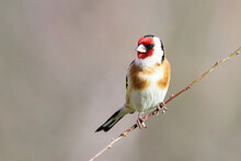 Shallow Focus Shot Of An European Goldfinch Sitting Alone On A Thin Twig And Looking Around