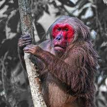 Closeup Shot Of A Bear Macaque With A Red Face On A Tree In The Zoo